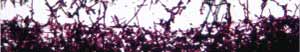winemaking enzymes
