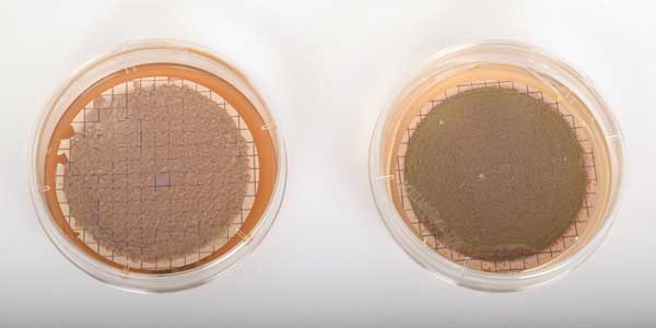 Growth of Brettanomyces on agar plate