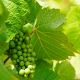tasmanian wine grapes
